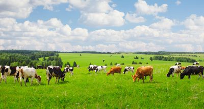 BVA calls for 'holistic approach' to drug resistance